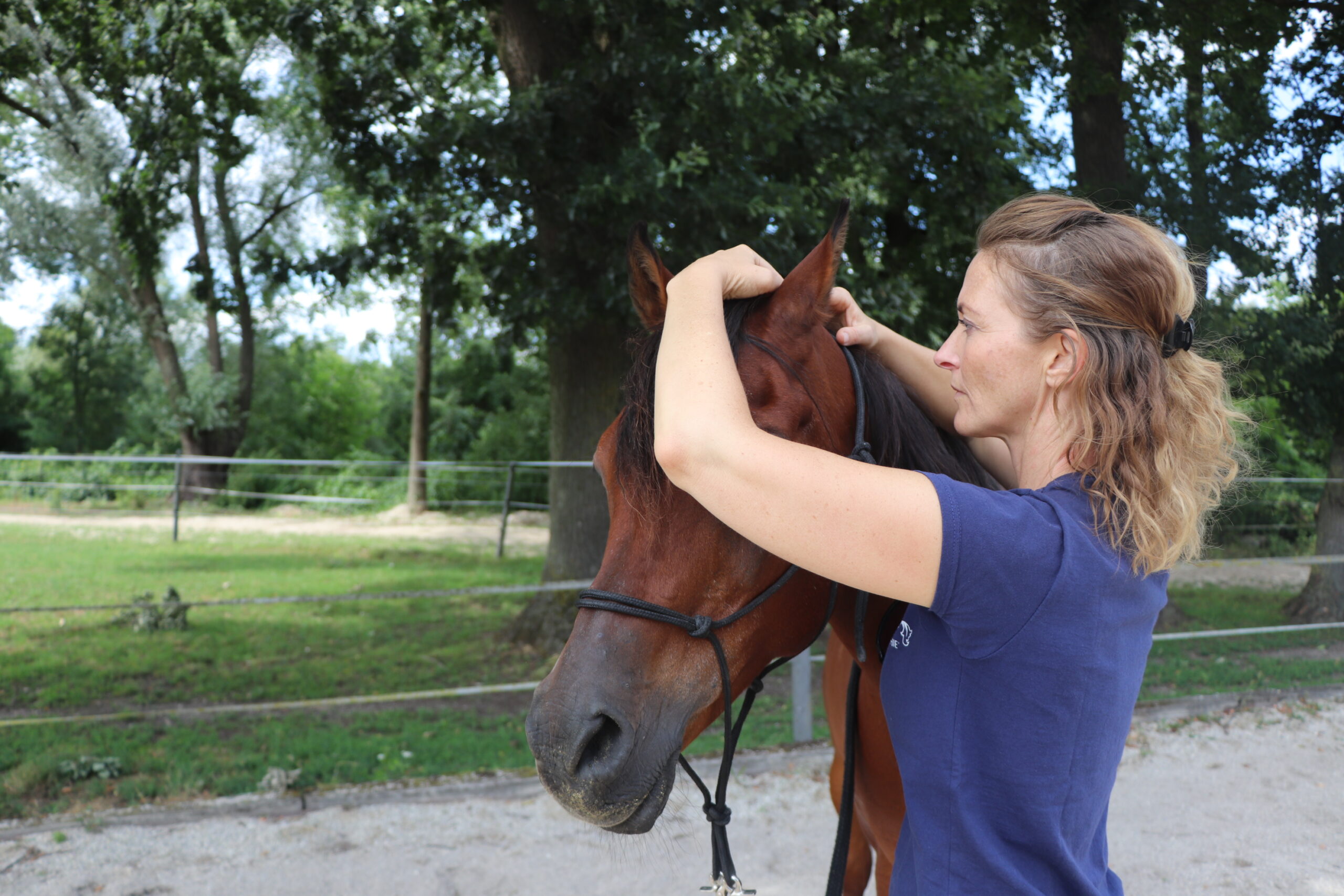 Pferd Behandlung Kopf